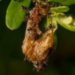 Formiche volanti in casa: cause e soluzioni per eliminarle definitivamente