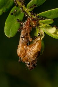 Formiche volanti in casa cause e soluzioni per eliminarle definitivamente